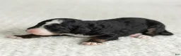 Mini Bernedoodle dogs for sale: Alyssa Miniature Bernedoodle  - Ad 4
