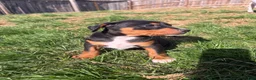 Mixed Breed dogs for sale: Bear - Ad 4