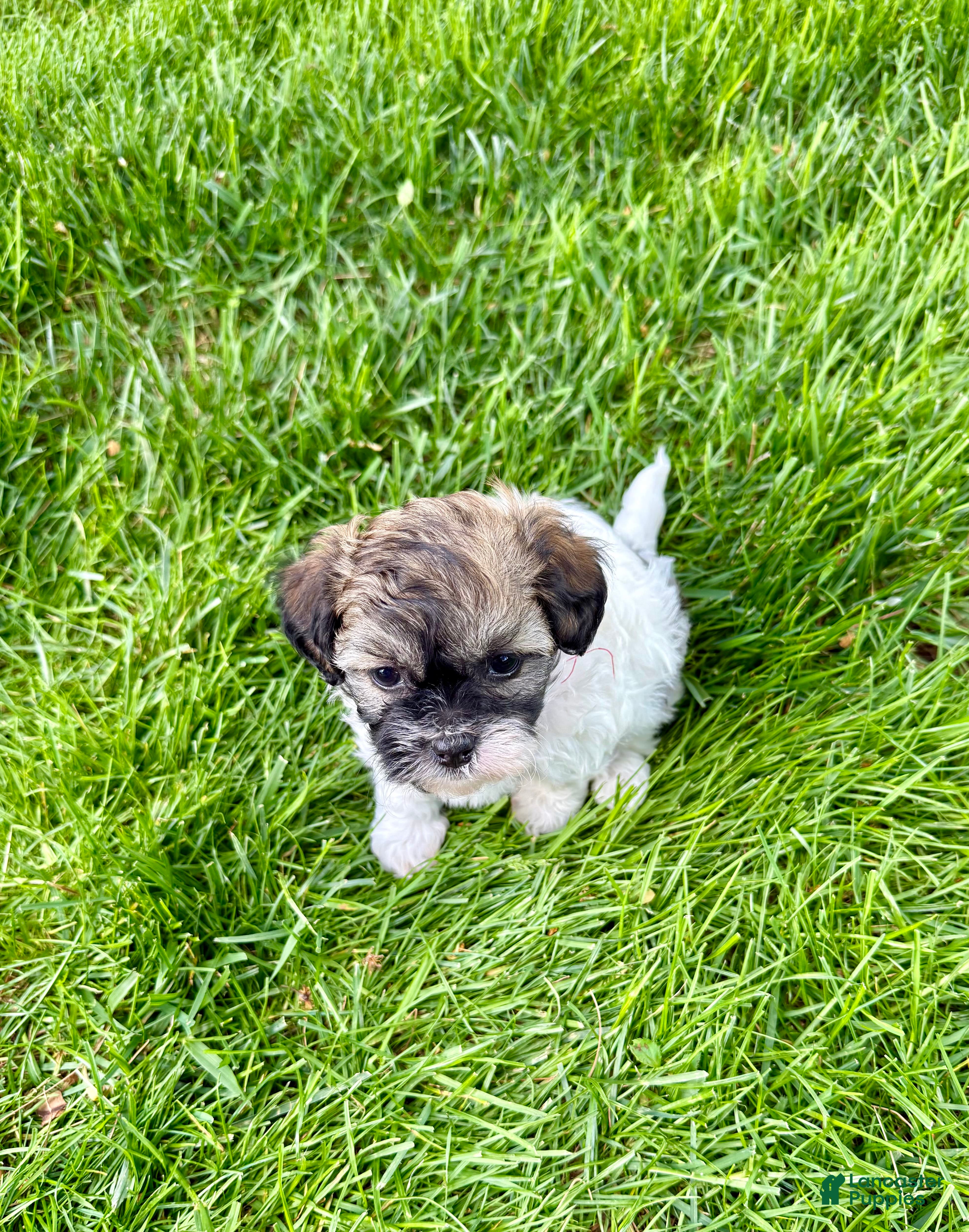 Mixed Breed dogs Tahlia - Ad 2