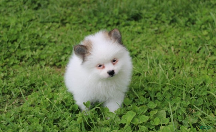 Pomeranian dogs Cora - Ad 2