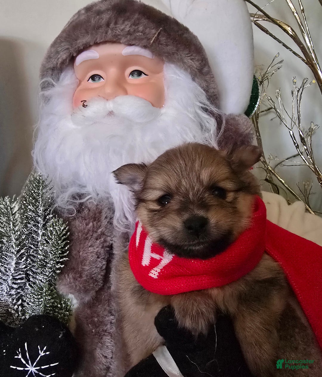 Pomeranian dogs for sale: Pomeranian Puppy 1 - Ad 2