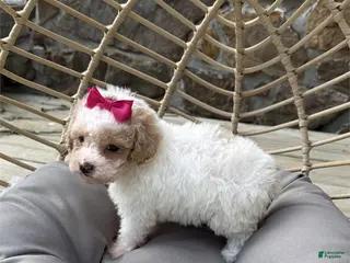 Toy Poodle dogs Toy Poodle Puppy 1 - Ad 9