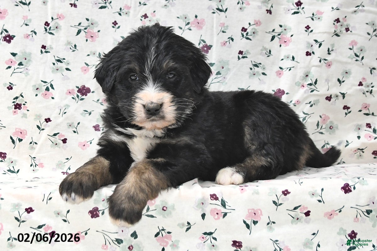 Bernedoodle dogs Bear - Ad 2