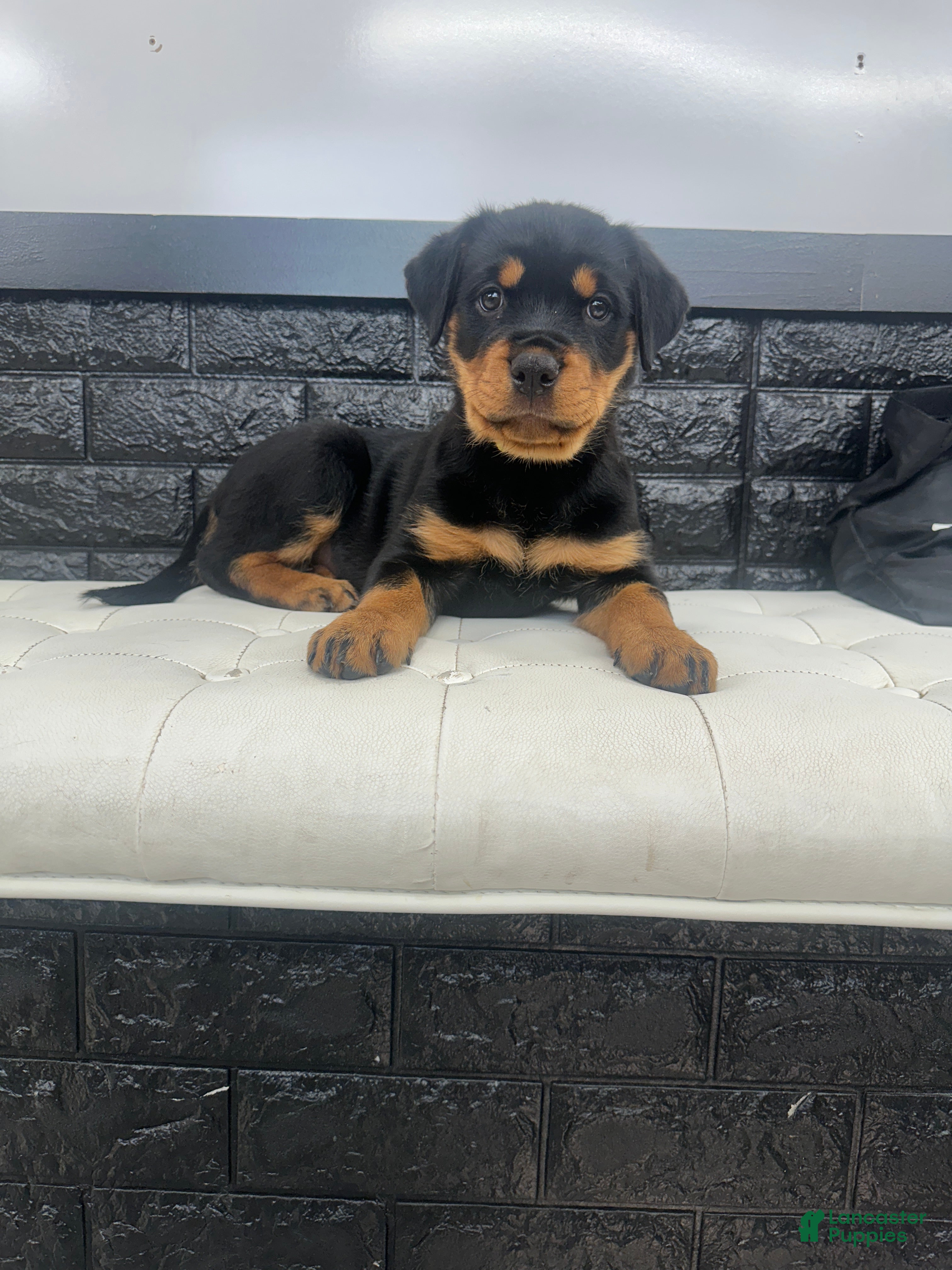 Rottweiler dogs Angel - Ad 14
