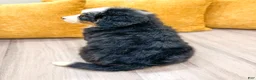 Bernese Mountain Dog dogs for sale: Ranger - Ad 4