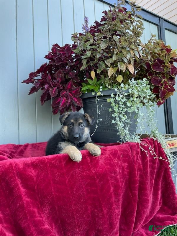 German Shepherd dogs Katrina - Ad 2