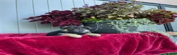 German Shepherd dogs for sale: Katrina - Ad 8
