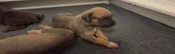 Cane Corso dogs for sale: Cane Corso 2 - Ad 8