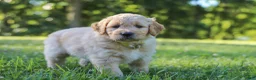 Mixed Breed dogs for sale: Jasper - Ad 4
