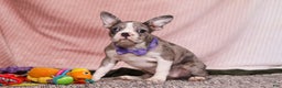 Frenchton dogs for sale: Lucy - Ad 5