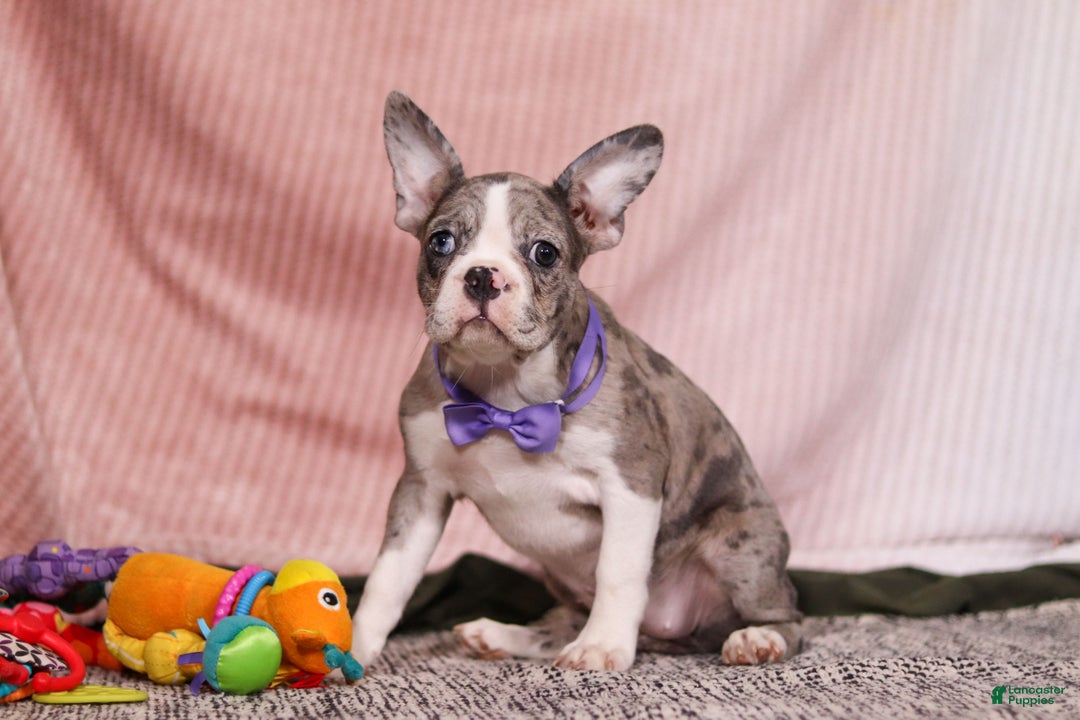 Frenchton dogs for sale: Lucy - Ad 5