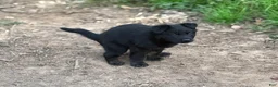 German Shepherd dogs for sale: German Shepherd 1 - Ad 8