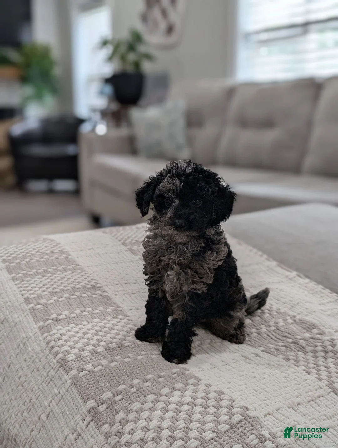 Miniature Poodle dogs for sale: Marley  - Ad 6