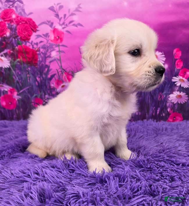 Golden Retriever dogs Lando - Ad 2