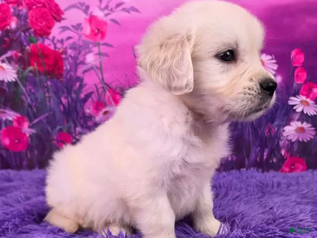 Golden Retriever dogs for sale: Lando - Ad 2