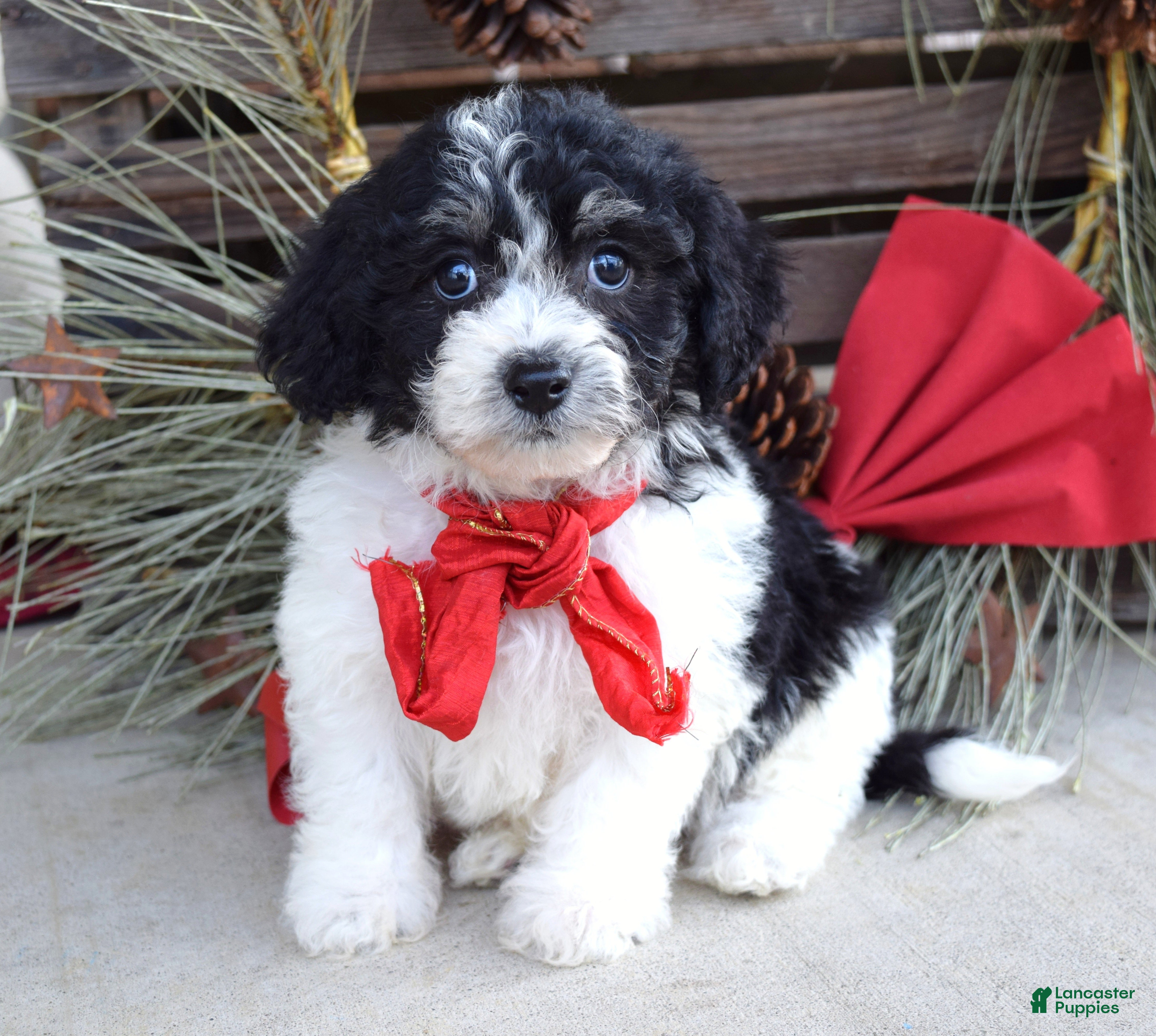 Bichpoo dogs Baxter - Ad 30