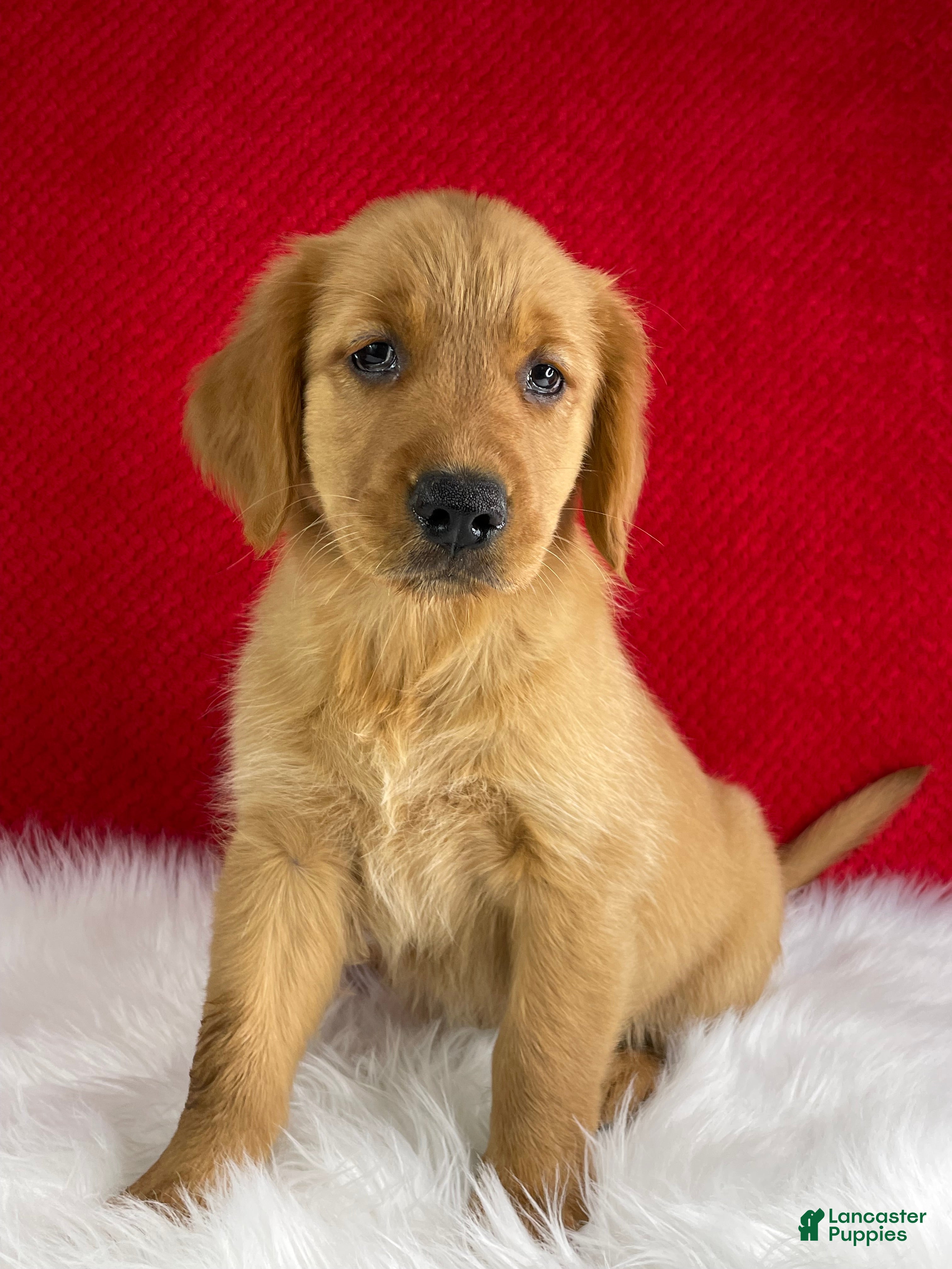 Golden Retriever dogs Lily - Ad 1