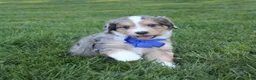 Mini Aussiedoodle dogs for sale: Kody 💎 - Ad 7