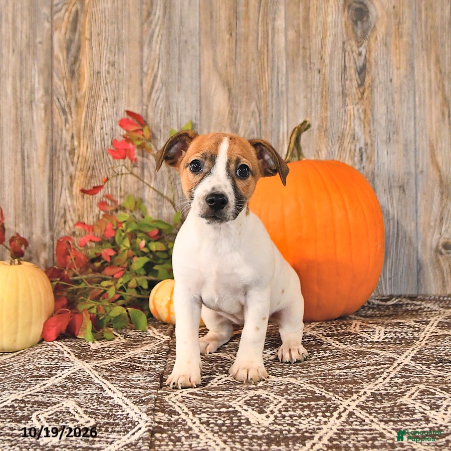 Jack Russell Terrier dogs for sale: Florence - Ad 2
