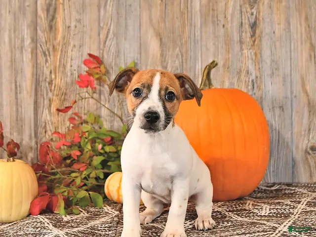 Jack Russell Terrier dogs for sale: Florence - Ad 2