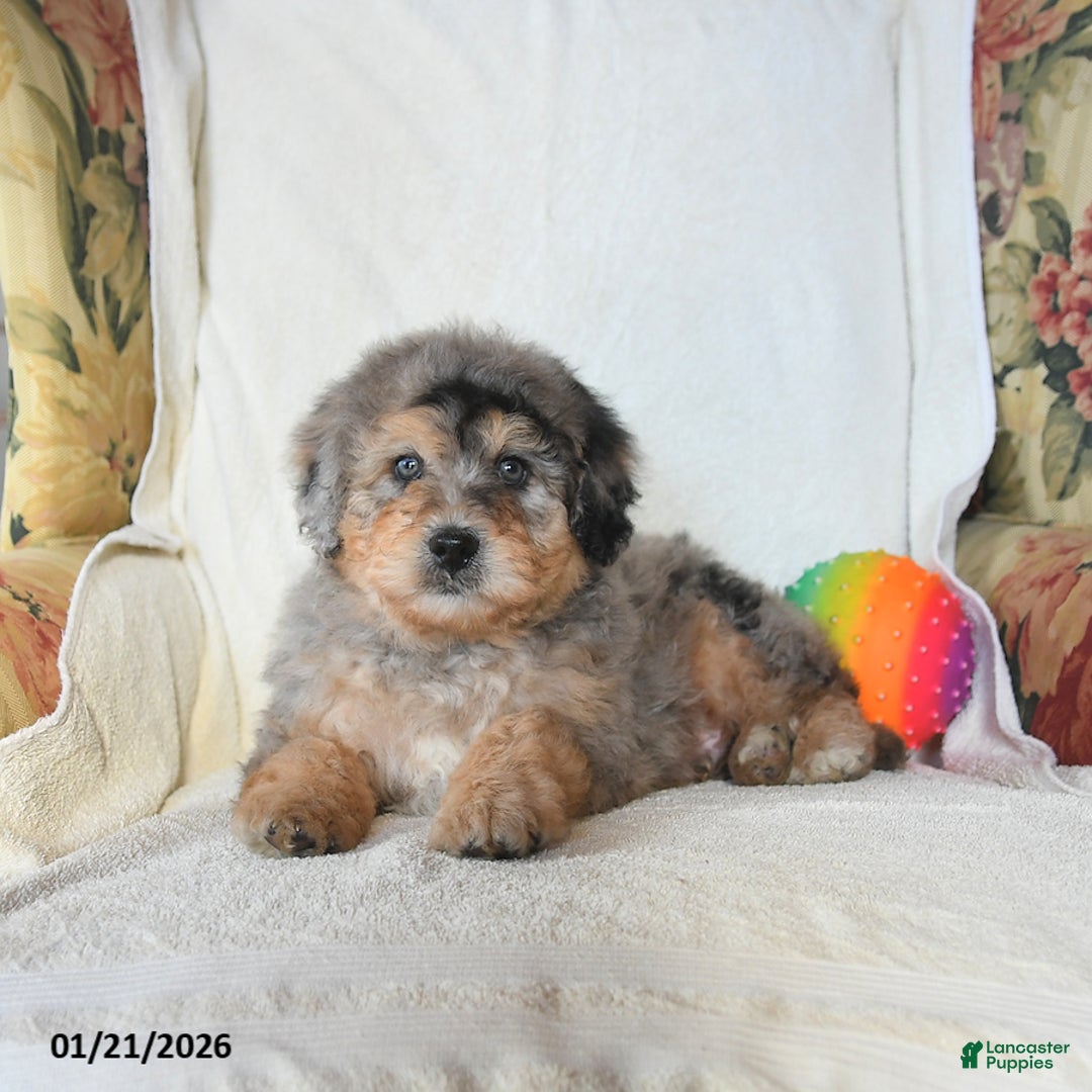 Mini Bernedoodle dogs for sale: Rambo - Ad 3