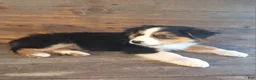 Australian Shepherd dogs for sale: Adam - Ad 3