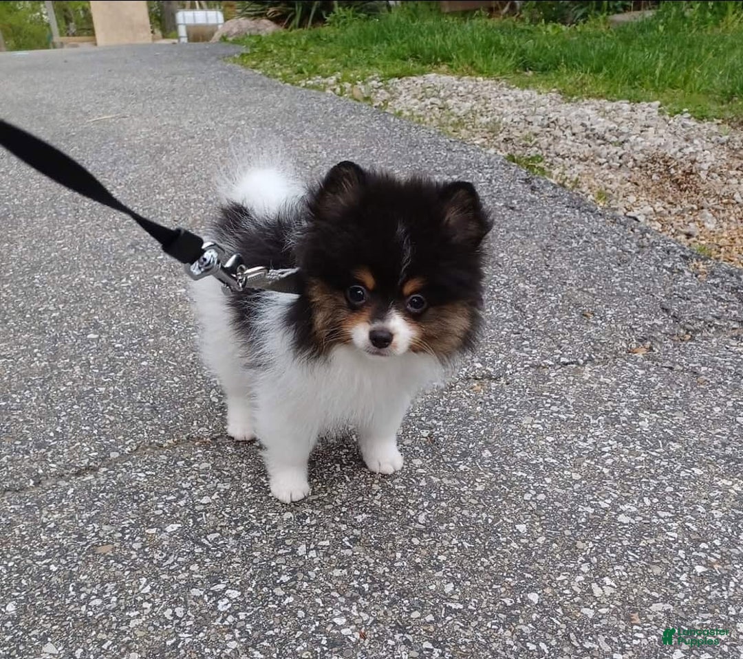 Pomeranian dogs for stud: Puppies - Ad 5