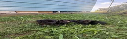German Shepherd dogs for sale: German Shepherd 4 - Ad 4