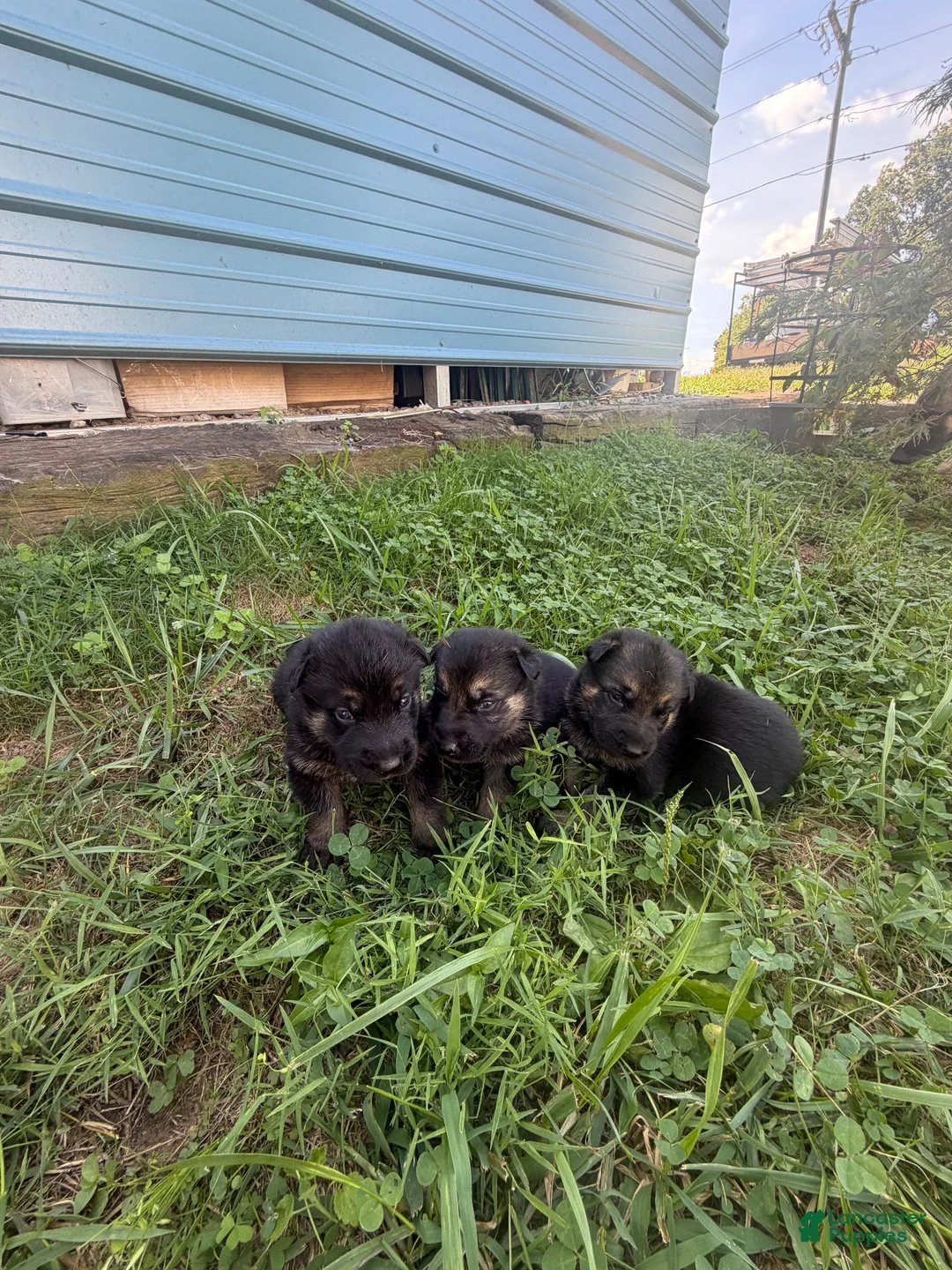 German Shepherd dogs for sale: German Shepherd 4 - Ad 4