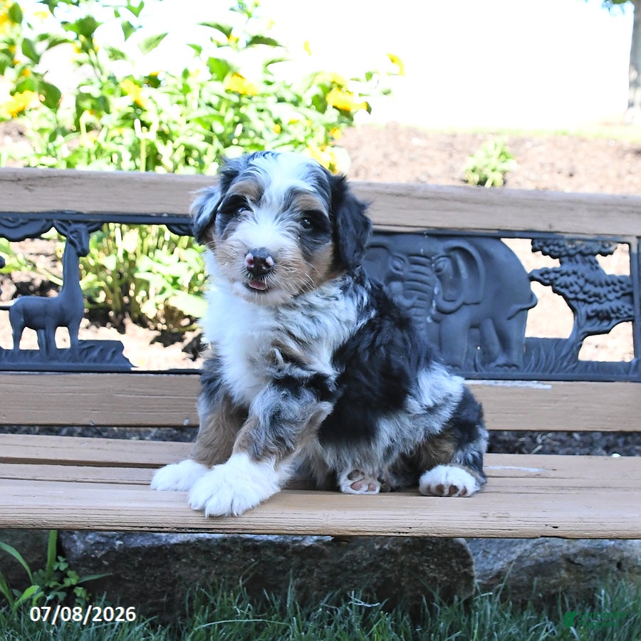 Mini Bernedoodle dogs Lucky - Ad 2