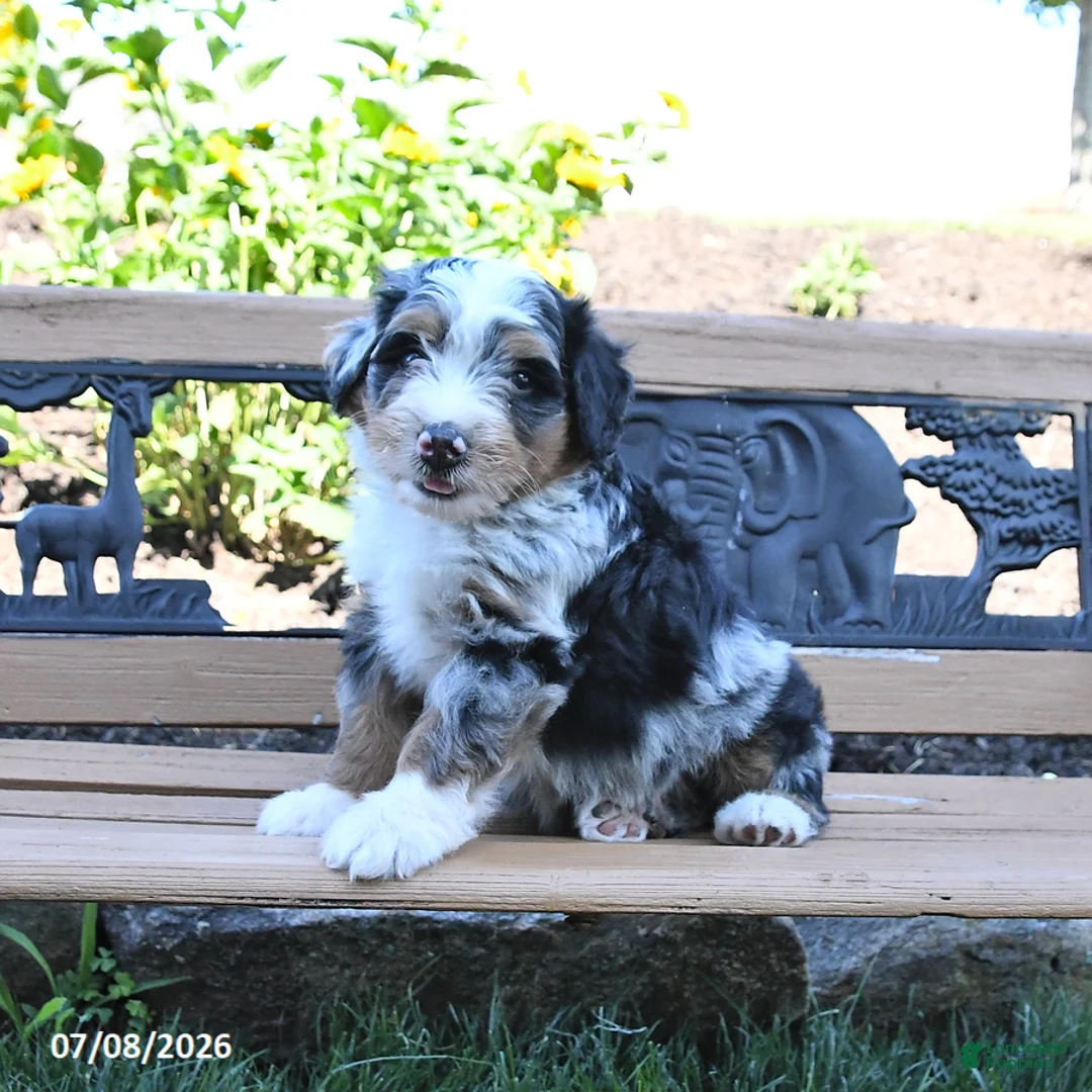 Mini Bernedoodle dogs for sale: Lucky - Ad 2