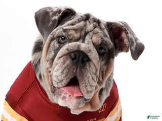 English Bulldog dogs - Ad 7