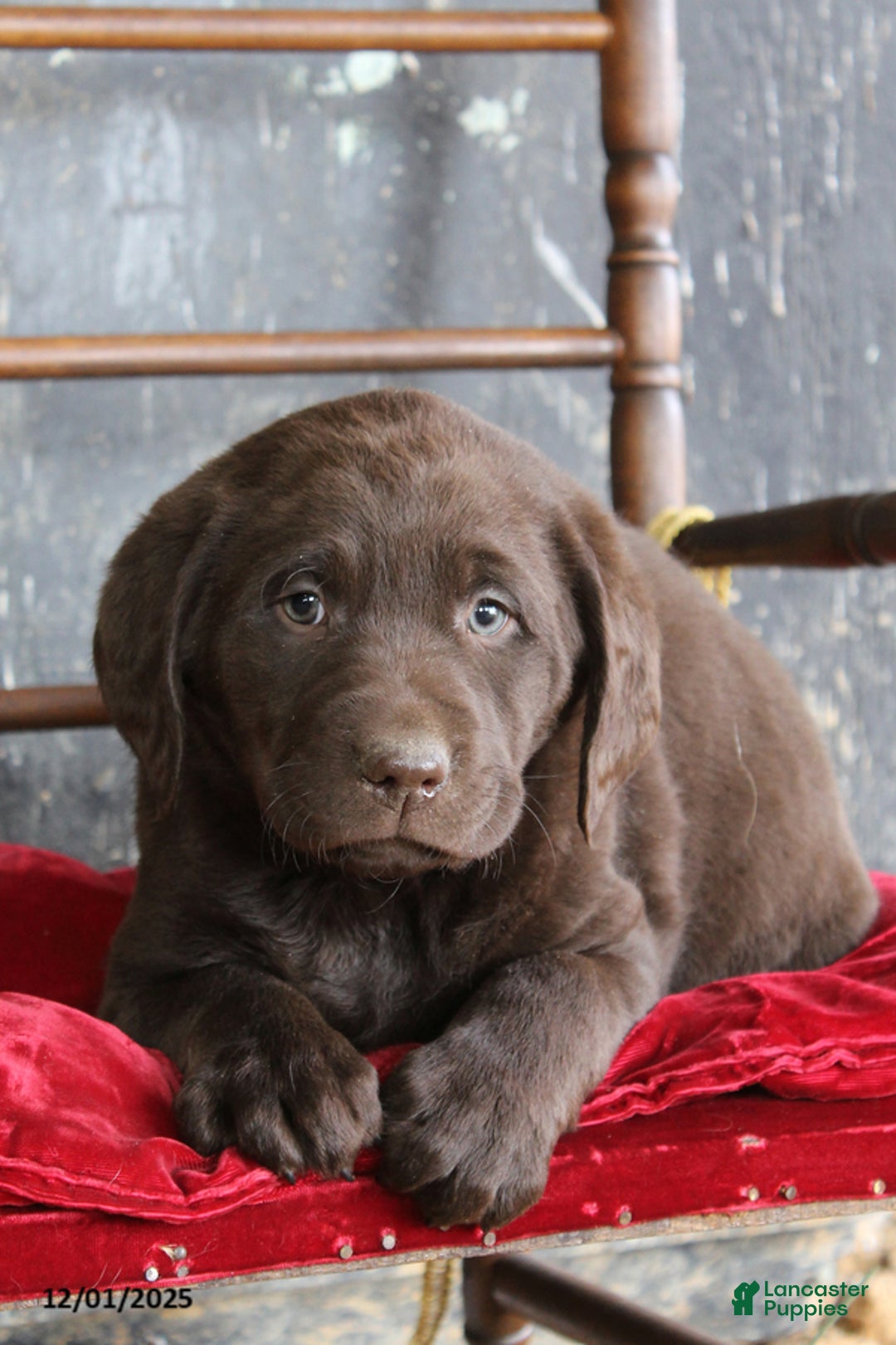 Labrador Retriever dogs for sale: Kemp - Ad 1