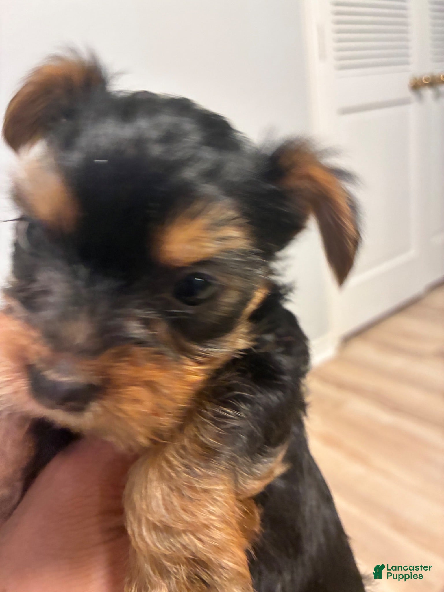 Yorkshire Terrier dogs Yorkshire Terrier 3 - Ad 23