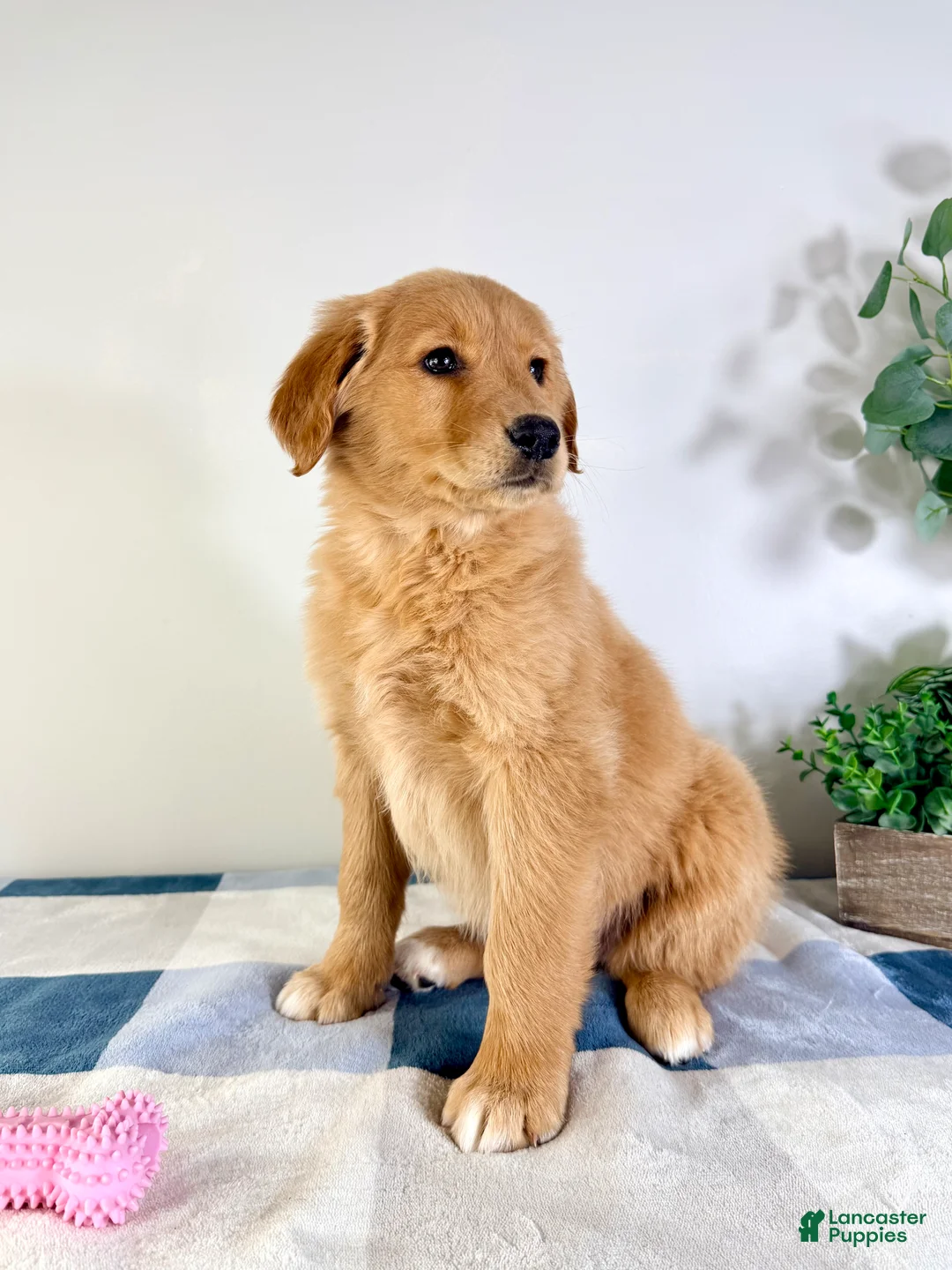 Golden Retriever dogs for sale: Goldie - Ad 2