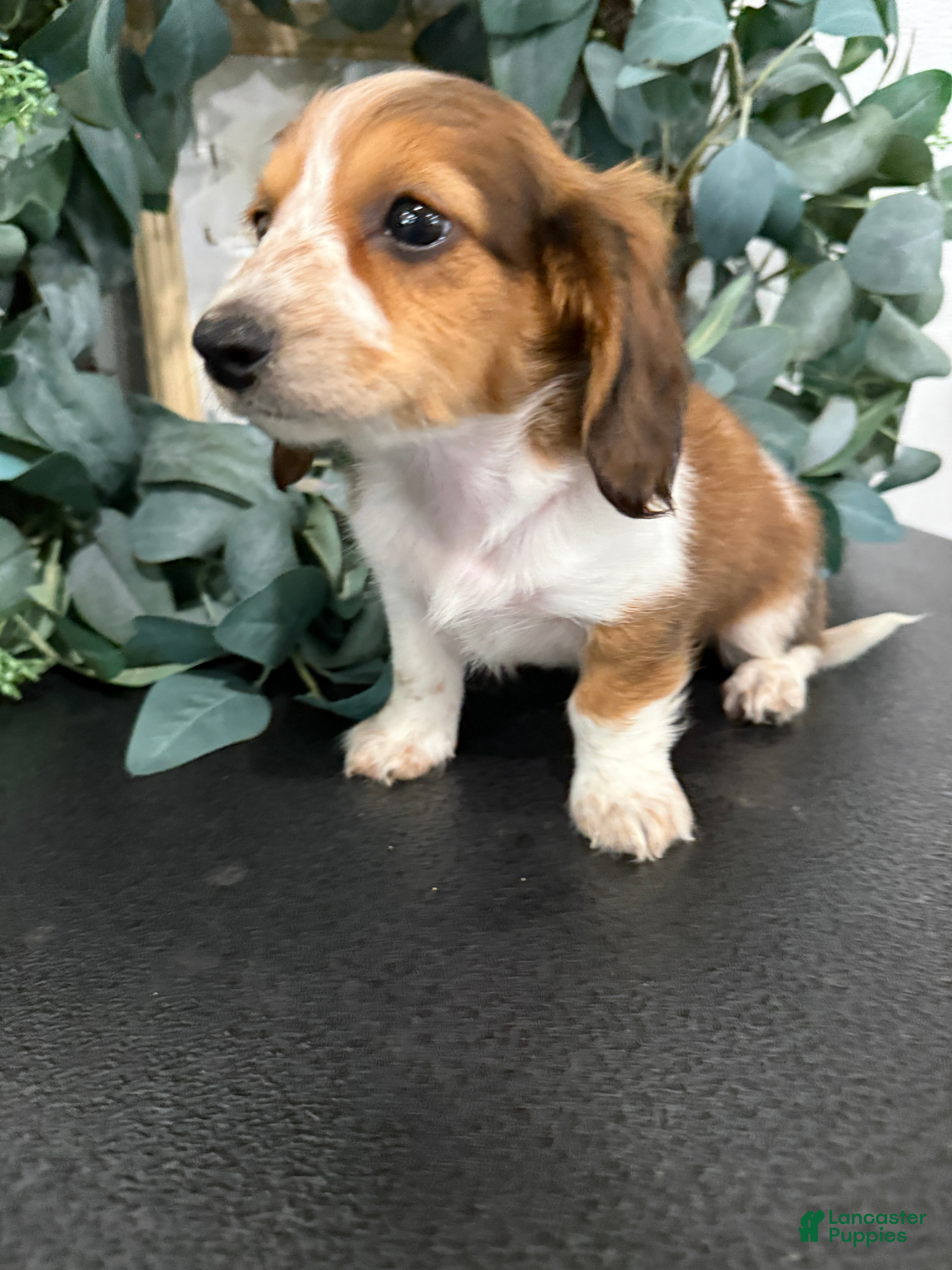 Miniature Dachshund dogs Dixie - Ad 2