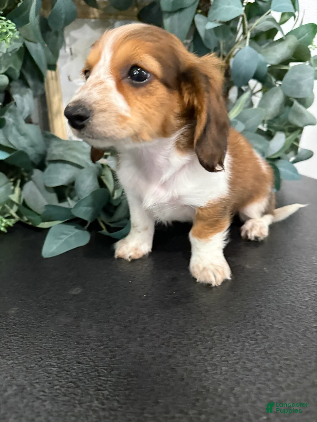 Miniature Dachshund dogs for sale: Dixie - Ad 2