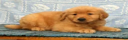 Golden Retriever dogs for sale: Dane - Ad 5