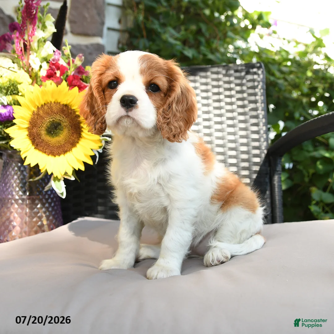 Cavalier King Charles Spaniel dogs for sale: Rosy - Ad 1