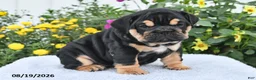 English Bulldog dogs for sale: Peggy - Ad 3