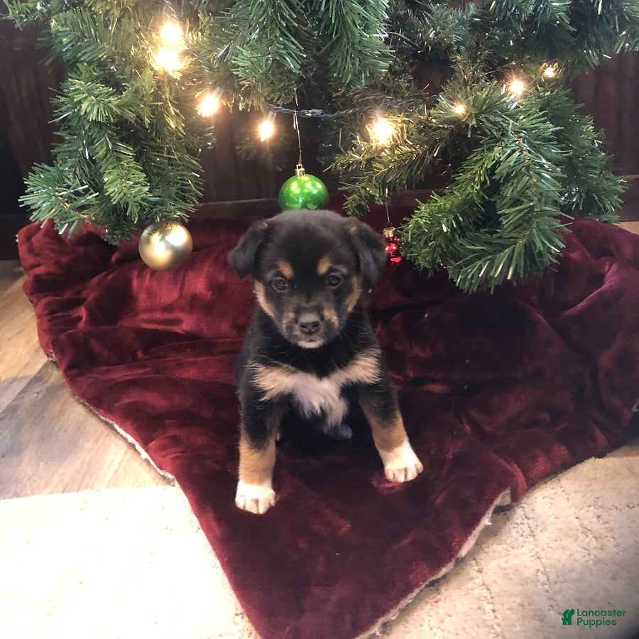 Mixed Breed dogs Storm - Ad 15