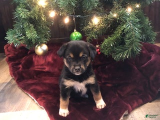 Mixed Breed dogs Storm - Ad 15