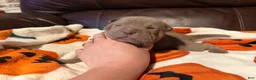 Shar Pei dogs for sale: Sage - Ad 2
