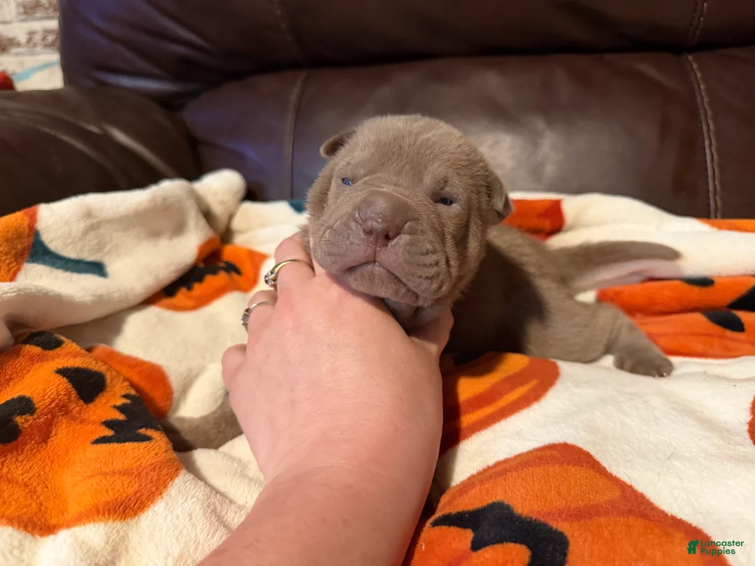 Shar Pei dogs for sale: Sage - Ad 2