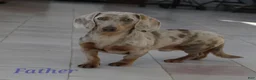 Miniature Dachshund dogs for sale: Rockett 🚀 - Ad 10