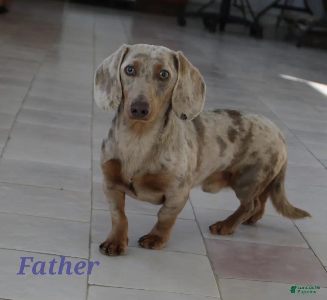 Miniature Dachshund dogs for sale: Rockett 🚀 - Ad 10