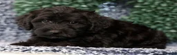 Yorkiepoo dogs for sale: Alex - Ad 5