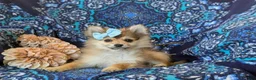 Pomeranian dogs for sale: Jenessa - Ad 5