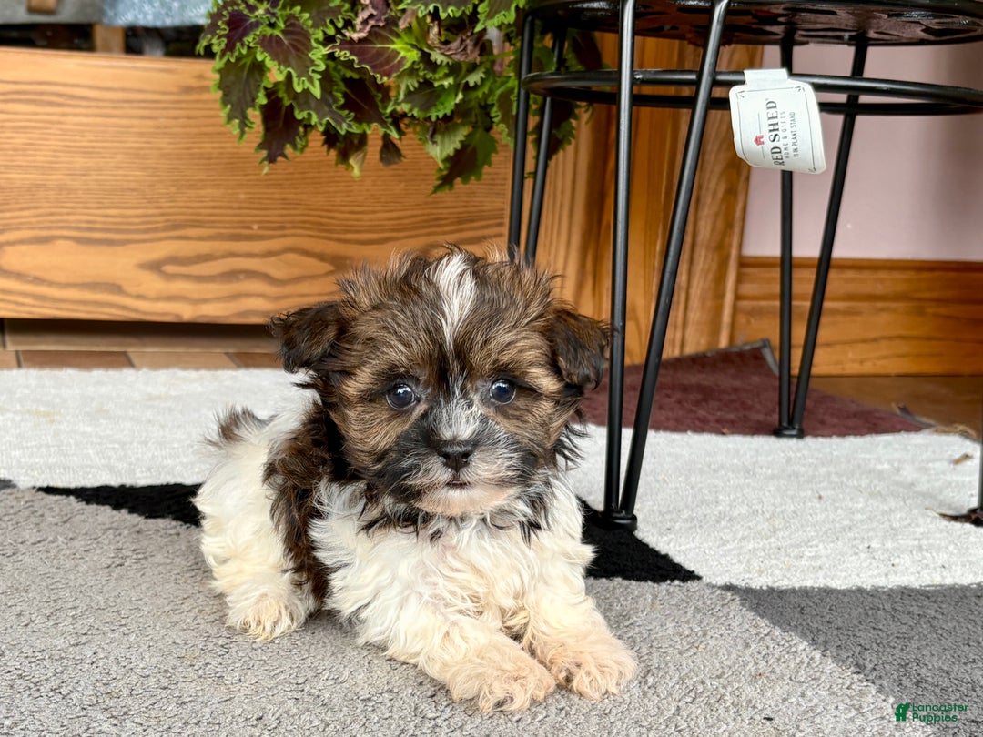 Havanese dogs for sale: Male 2 - Ad 7