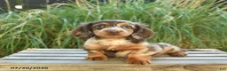 Miniature Dachshund dogs for sale: Prince   - Ad 3
